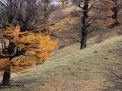 گزارش تصویری از فصل پاییز در جنگل ابر شاهرود